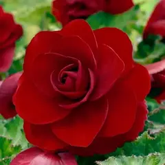 Бегония Махровая темно-красная