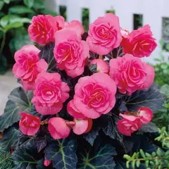 Бегония Махровая Розовая