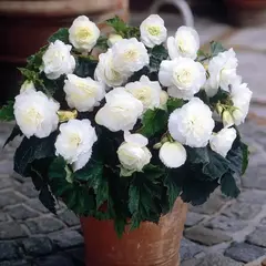 Бегония Махровая Белая