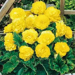 Бегония Махровая Желтая