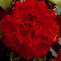 Бегония Бахромчатая Красная