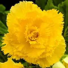 Бегония Бахромчатая Желтая