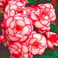 Бегония Пикоти Белая-Красная