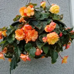 Бегония Ампельная Голден Бэлкони