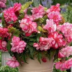 Бегония Ампельная Пинк Бэлкони