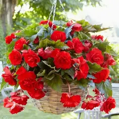 Бегония Каскад Пендула Алая