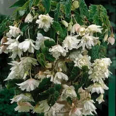 Бегония Пендула Белая