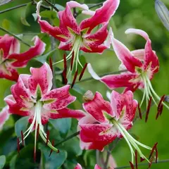 Лилия Блэк Бьюти ОТ-гибрид