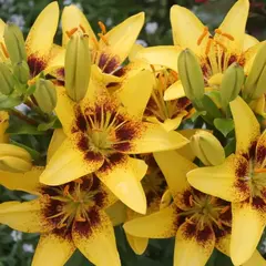 Лилия Голден Стоун ЛА-гибрид