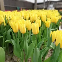 Тюльпан Триумф Стронг Голд