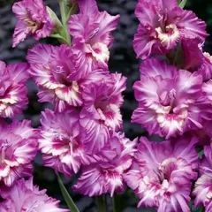 Гладиолус Танго