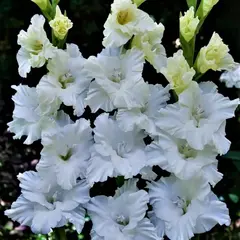 Гладиолус Сноу Фризл