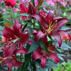 Лилия Монтесума восточная