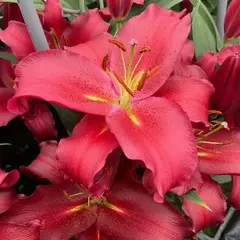 Лилия Ред Спарроу восточная