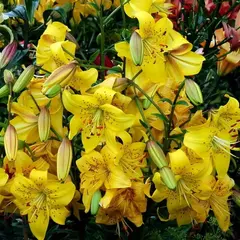 Лилия Перл Дженифер ЛНО-гибрид