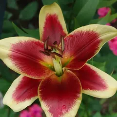 Лилия Ред Датч ОТ-гибрид