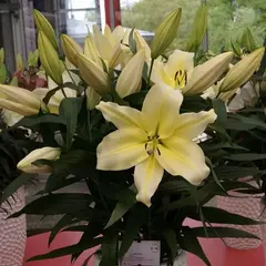 Лилия Биг Бразер ОТ-гибрид