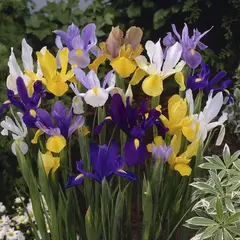 Ирис голландский Cмесь окрасок