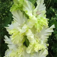 Гладиолус Благородный Земледелец