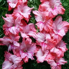 Гладиолус Волнующая Радость