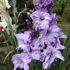 Гладиолус Голубой Топаз