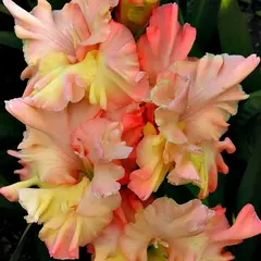 Гладиолус Графиня