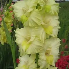 Гладиолус Дыхание Весны