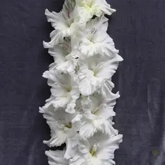 Гладиолус Дивинити