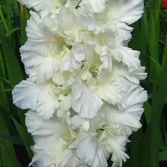 Гладиолус Памяти Трифонова