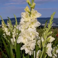 Гладиолус Сын Луны