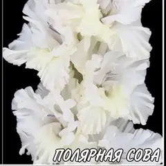 Гладиолус Полярная Сова