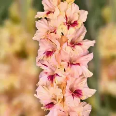 Гладиолус Лепота