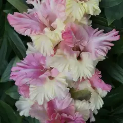 Гладиолус Жертва Гламура