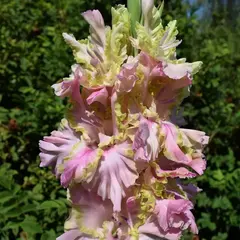 Гладиолус Сумасшедший День