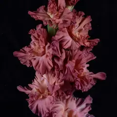 Гладиолус Сумерки в Пустыне