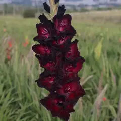 Гладиолус Десять Негритят