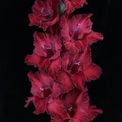 Гладиолус Туманность Андромеды