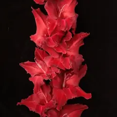 Гладиолус Червоный Кроуль