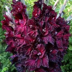 Гладиолус На Крыльях Ночи