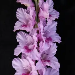 Гладиолус Джин