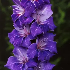 Гладиолус Виолетта