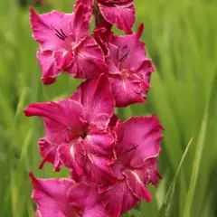 Гладиолус Бражник