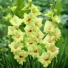 Гладиолус Зеленый Какаду