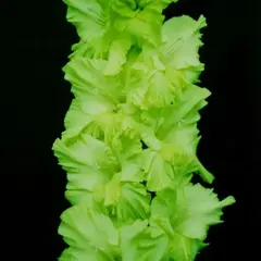 Гладиолус Зеленый Лед