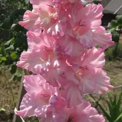Гладиолус Легкое Дыхание