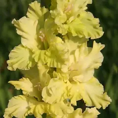 Гладиолус Лучистая Зелень