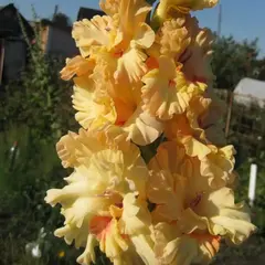 Гладиолус Майя Плисецкая