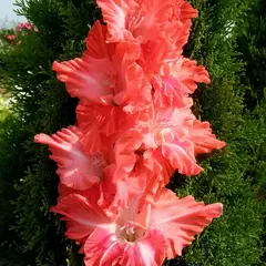 Гладиолус Малика