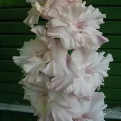 Гладиолус Нежная Фея