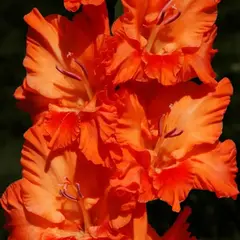 Гладиолус Оранжевое Лето